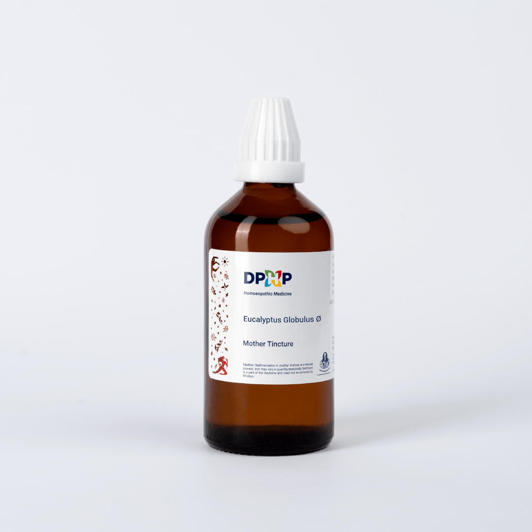 Eucalyptus Globulus  (MT)