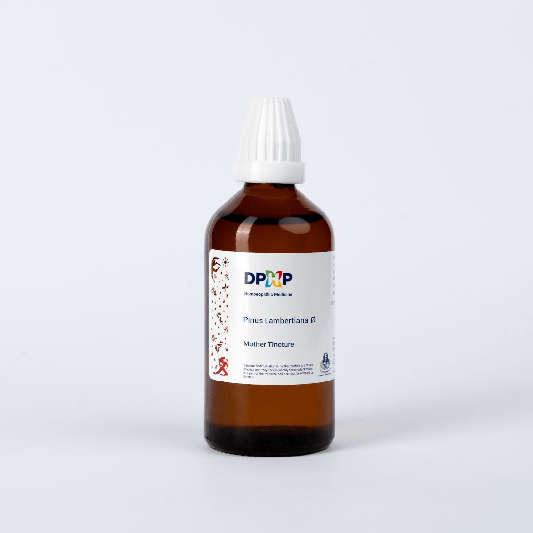 Pinus Lambertiana  (MT)