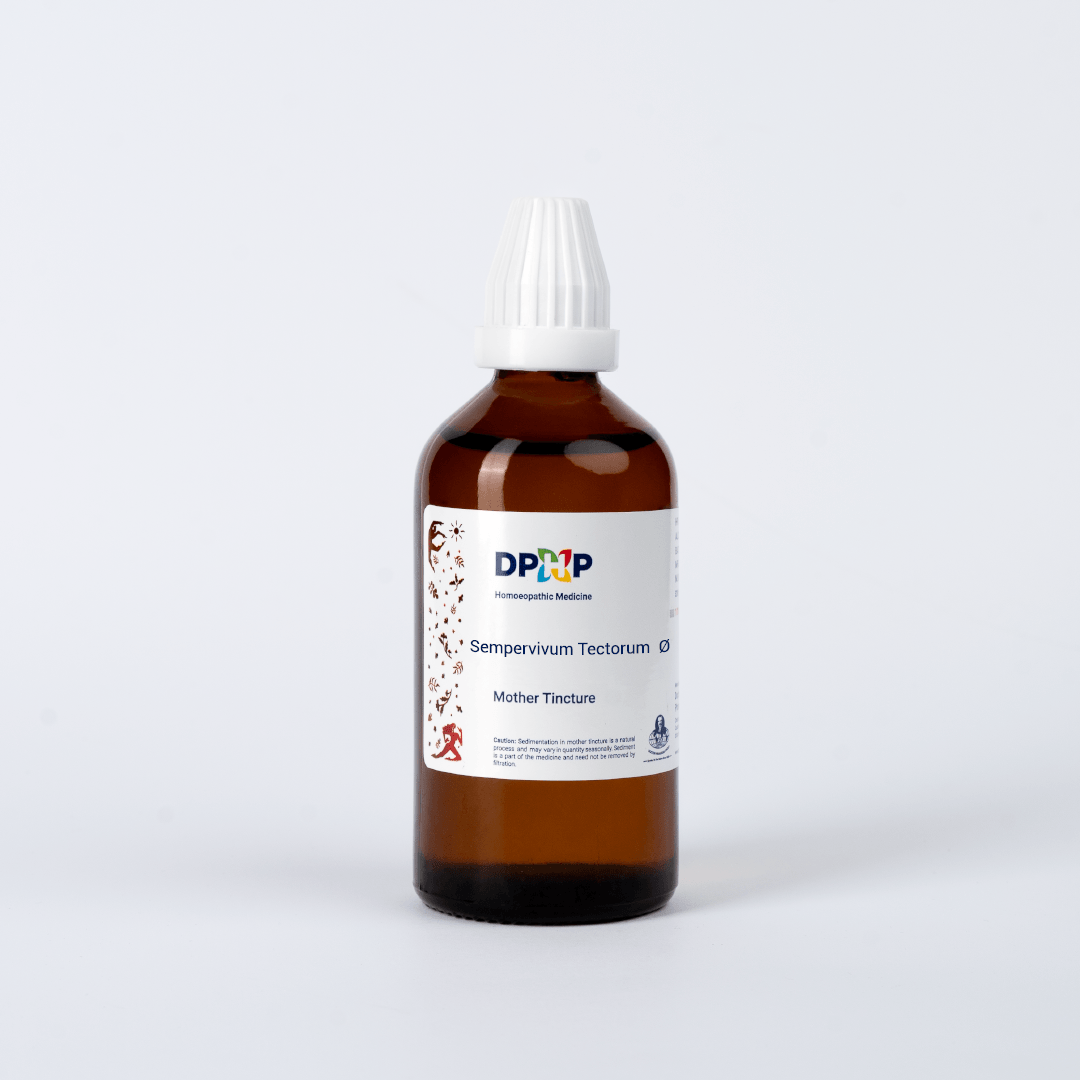 Sempervivum Tectorum   (MT)